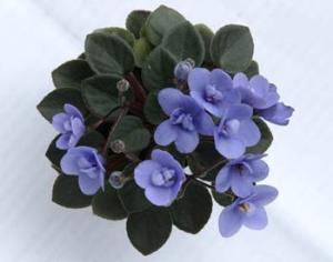 Текущие выставки комнатных растений в Москве