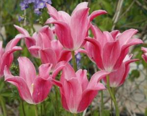 Фестиваль тюльпанов в Оттаве