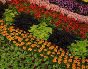 Выставки цветов и ландшафтного дизайна начинаются на ВВЦ