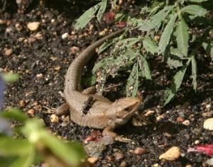 Международный день биологического разнообразия 