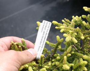 Выставка-продажа "Карнавал новогодних елей" в Москве