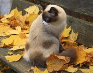 Экспокот-2010, Музей всемирной истории упаковки, музей каллиграфии