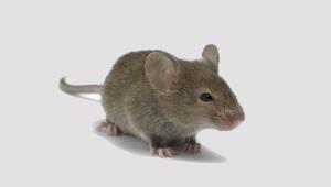 Взрывчатку в аэропортах будут искать мыши