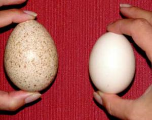 Куры подавят в зародыше птичий грипп 