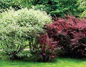 Ботсад МГУ приглашает на  экскурсию