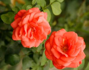 Конкурс "Ваш розовый сад" от журнала  "Садовник" и фирмы FISKARS  