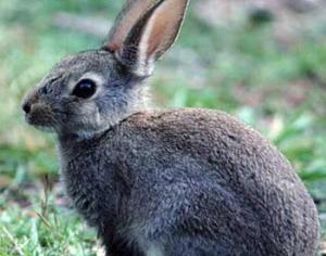 В Новой Зеландии запретили бросаться кроликами