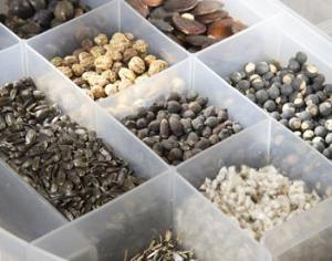 Ученые клонируют семена культур