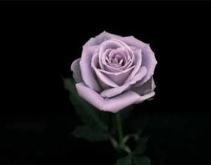 Японцы вывели голубые розы и начинают их продавать