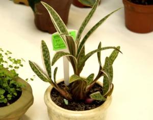 Цветы в доме - 2009