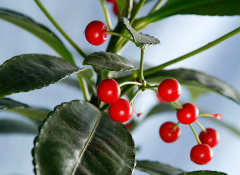 Ардизия, плоды, Ardisia