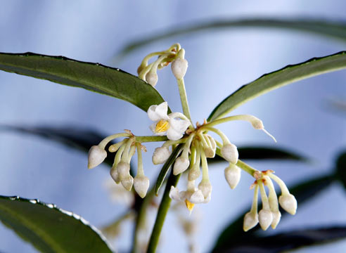 Ардизия, цветение, Ardisia