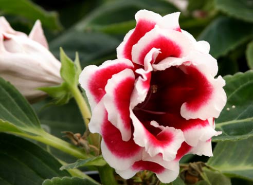 Глоксиния прекрасная, Gloxinia speciosa