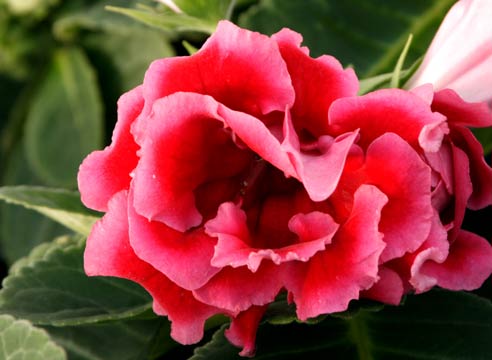 Глоксиния прекрасная, Gloxinia speciosa