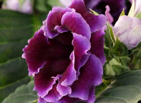 Глоксиния прекрасная, Gloxinia speciosa