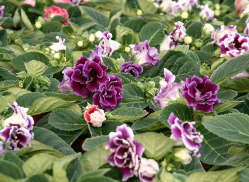 Глоксиния прекрасная, Gloxinia speciosa