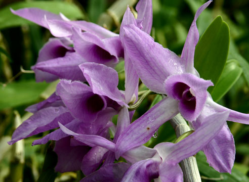 Дендробиум непахучий, Dendrobium anosmum