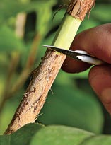 Размножение камелии отводками. Шаг 1