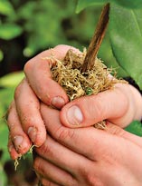 Размножение камелии отводками. Шаг 2