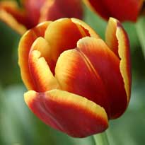 Хочется весны...