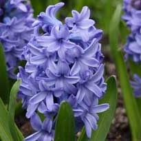 Хочется весны...