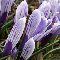 крокусы