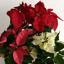 Новогодний интерьер: живые украшения