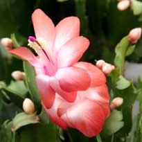 Комнатные растения, цветущие зимой