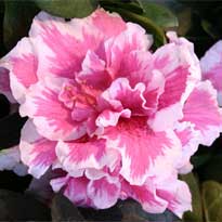 Комнатные растения, цветущие зимой