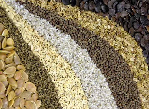 российские производители семян