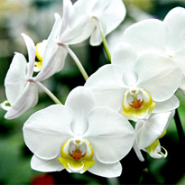 фаленопсис