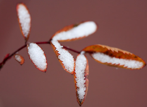 Шиповник, листья в снегу