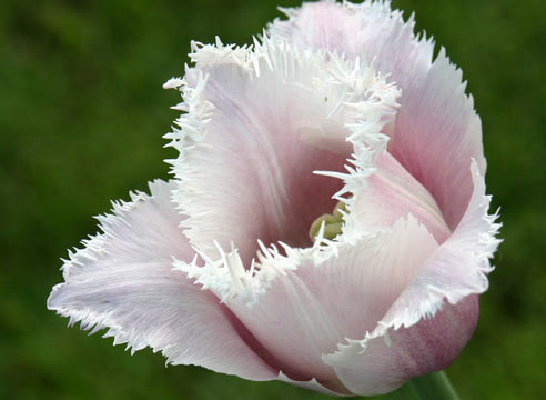 Тюльпан бахромчатый
