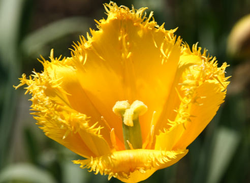 Тюльпан бахромчатый