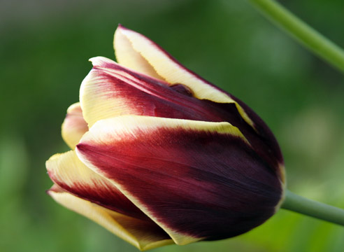 Тюльпан гибридный