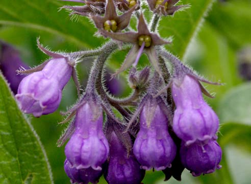 Медуница, Pulmonaria 