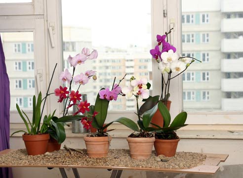 Комнатные растения, орхидные