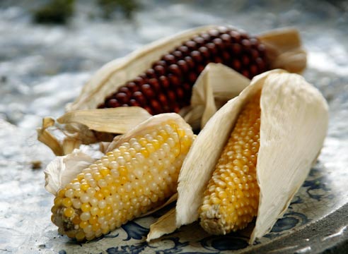 Кукуруза разных сортов, Zea mays