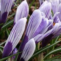 Хочется весны