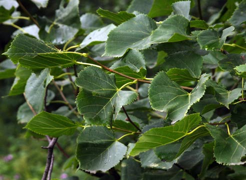 Липа, Tilia