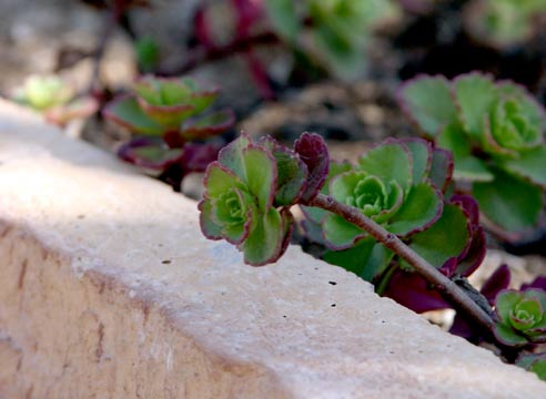 Очиток, Sedum