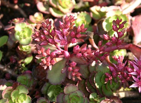 Очиток, Sedum