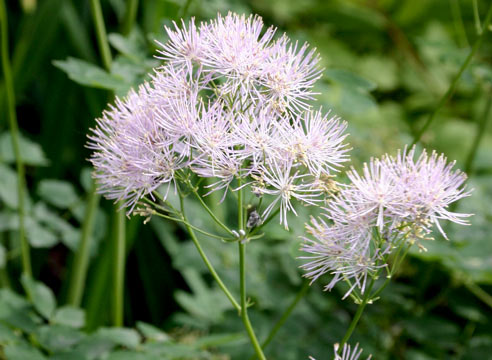 Василисник, Thalictrum