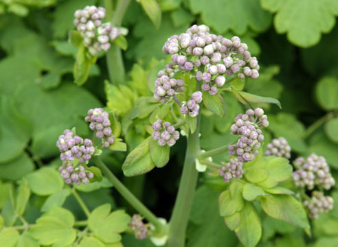 Василисник, Thalictrum