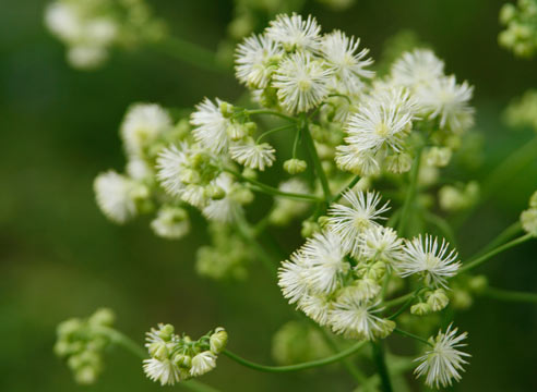 Василисник, Thalictrum