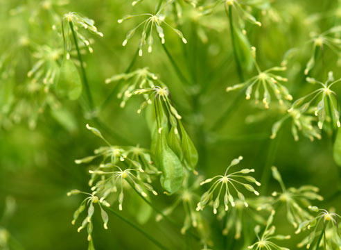 Василисник, Thalictrum