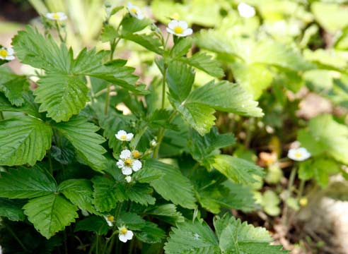 Земклуника, Fragaria anaschata Kantor