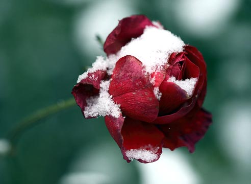 Роза зимой