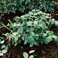 Укрываем розы. Шаг 2