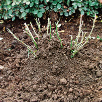 Укрываем розы. Шаг 3